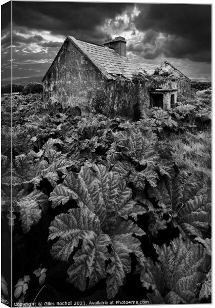 Abandoned house and gunnera. Canvas Print by Giles Rocholl
