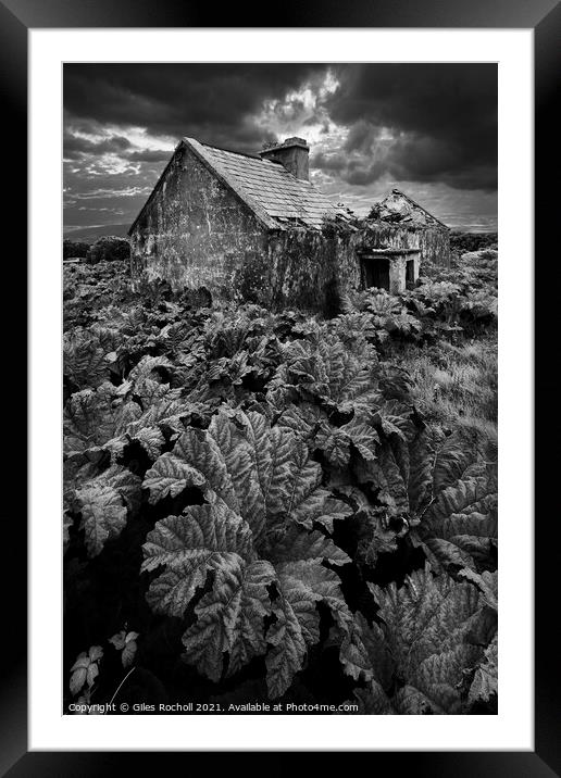 Abandoned house and gunnera. Framed Mounted Print by Giles Rocholl