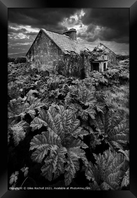 Abandoned house and gunnera. Framed Print by Giles Rocholl