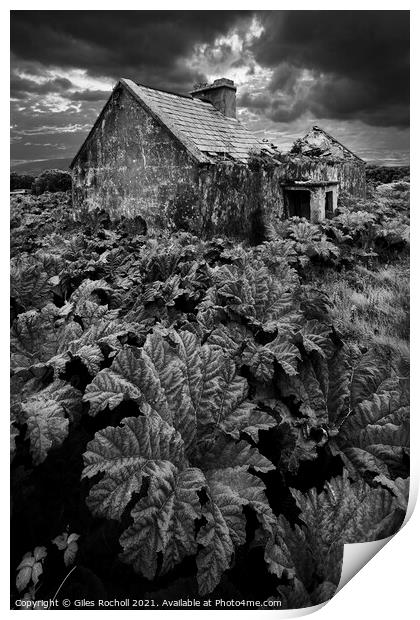 Abandoned house and gunnera. Print by Giles Rocholl