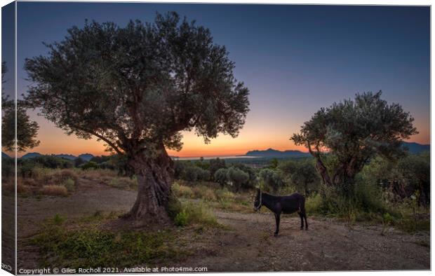 Sunrise Majorca donkey Canvas Print by Giles Rocholl