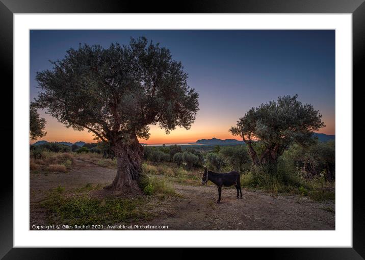 Sunrise Majorca donkey Framed Mounted Print by Giles Rocholl