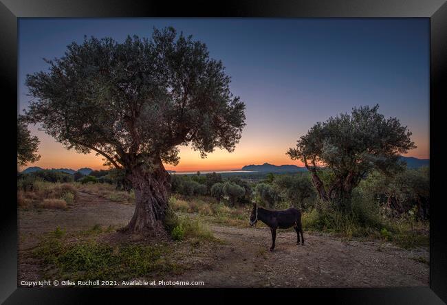Sunrise Majorca donkey Framed Print by Giles Rocholl