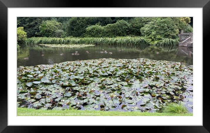Biddulph grange gardens Framed Mounted Print by Daryl Pritchard videos