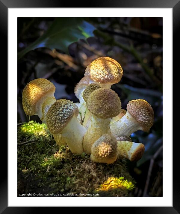 Pretty Fungi cluster  Framed Mounted Print by Giles Rocholl