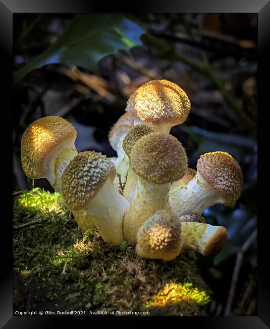 Pretty Fungi cluster  Framed Print by Giles Rocholl