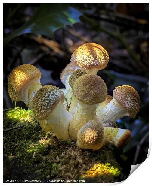 Pretty Fungi cluster  Print by Giles Rocholl