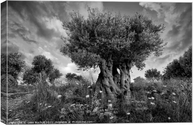 Ancient olive tree Majorca Canvas Print by Giles Rocholl