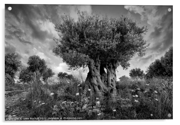 Ancient olive tree Majorca Acrylic by Giles Rocholl