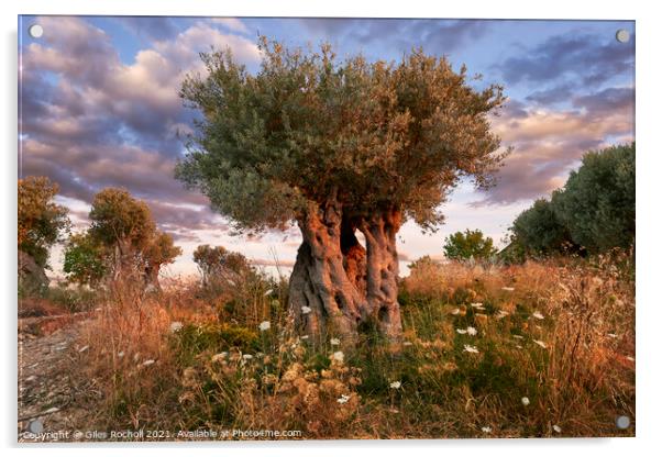 Ancient olive tree Majorca Acrylic by Giles Rocholl