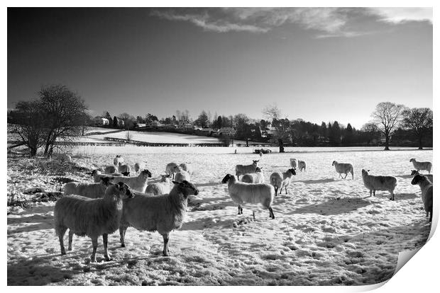 Field of Sheep near Bamford Print by Darren Galpin