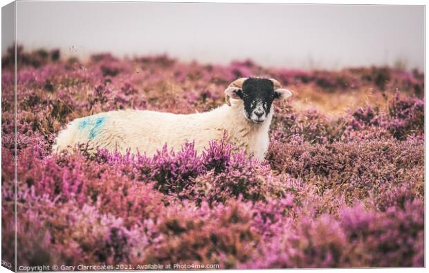 Swaledale Sheep in Heather Canvas Print by Gary Clarricoates