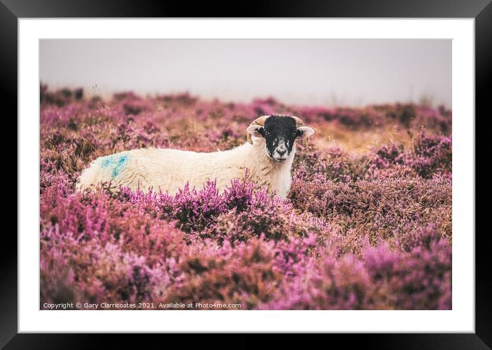 Swaledale Sheep in Heather Framed Mounted Print by Gary Clarricoates