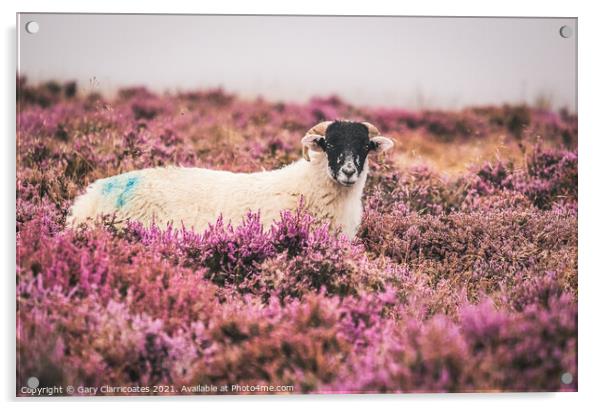 Swaledale Sheep in Heather Acrylic by Gary Clarricoates