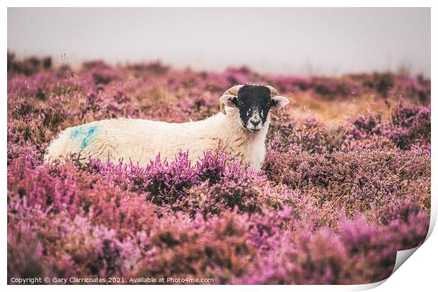 Swaledale Sheep in Heather Print by Gary Clarricoates