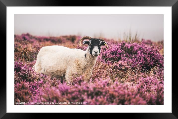 Swaledale Sheep grazing in Purple Heather Framed Mounted Print by Gary Clarricoates