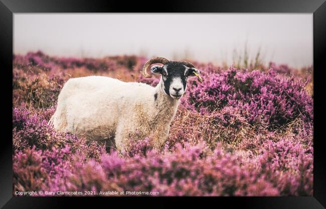 Swaledale Sheep grazing in Purple Heather Framed Print by Gary Clarricoates