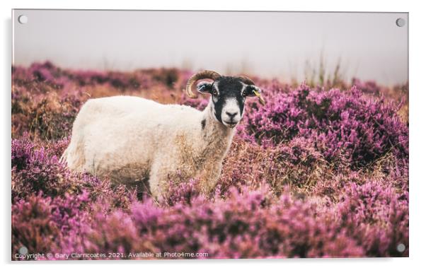 Swaledale Sheep grazing in Purple Heather Acrylic by Gary Clarricoates