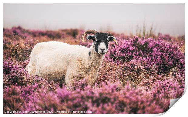 Swaledale Sheep grazing in Purple Heather Print by Gary Clarricoates