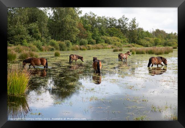 a group of horses in the water in holland Framed Print by Chris Willemsen