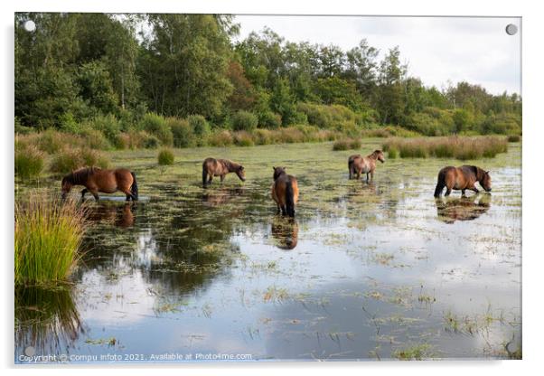 a group of horses in the water in holland Acrylic by Chris Willemsen