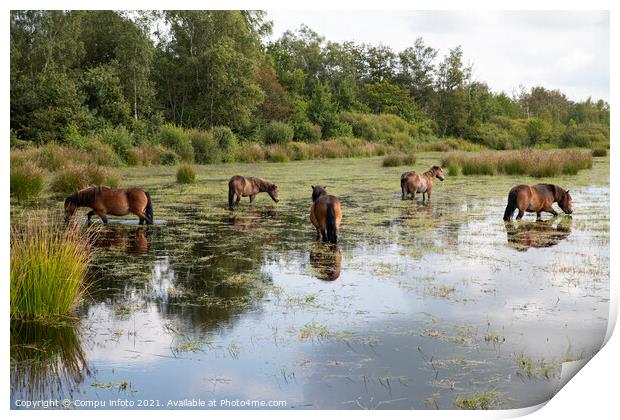 a group of horses in the water in holland Print by Chris Willemsen