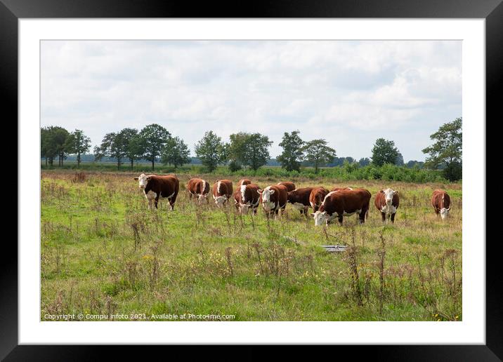 A groiup of blaarkop cows in dutch nature Framed Mounted Print by Chris Willemsen