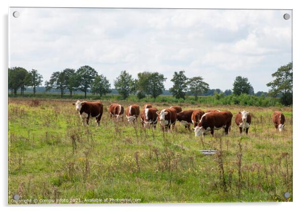 A groiup of blaarkop cows in dutch nature Acrylic by Chris Willemsen