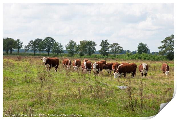 A groiup of blaarkop cows in dutch nature Print by Chris Willemsen