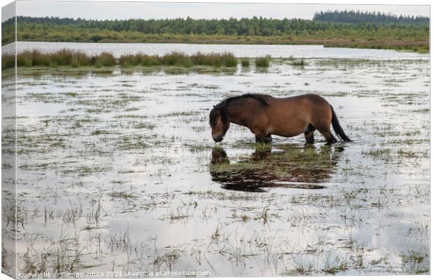 a horse in the water in holland Canvas Print by Chris Willemsen