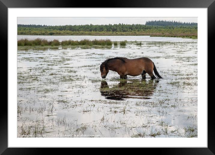 a horse in the water in holland Framed Mounted Print by Chris Willemsen