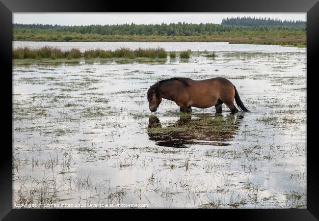a horse in the water in holland Framed Print by Chris Willemsen