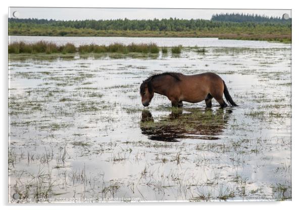 a horse in the water in holland Acrylic by Chris Willemsen