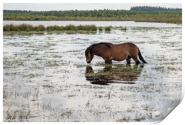 a horse in the water in holland Print by Chris Willemsen