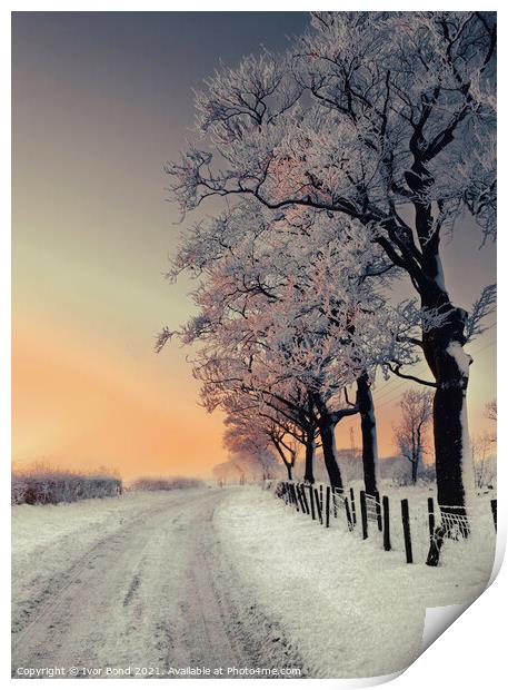 Winter Trees Print by Ivor Bond
