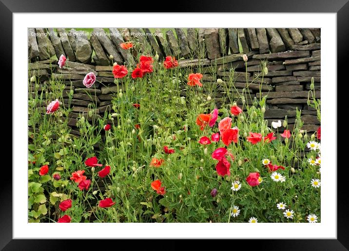 Poppies growing wild against a dry stone wall. Framed Mounted Print by David Birchall