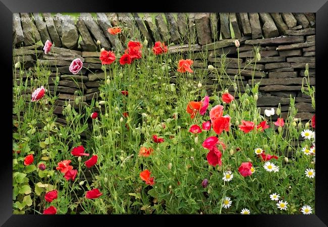 Poppies growing wild against a dry stone wall. Framed Print by David Birchall