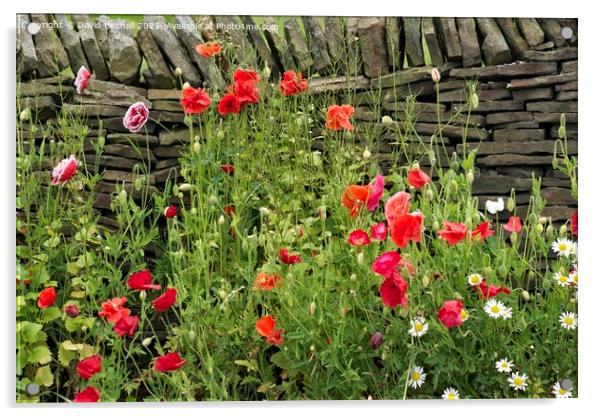 Poppies growing wild against a dry stone wall. Acrylic by David Birchall