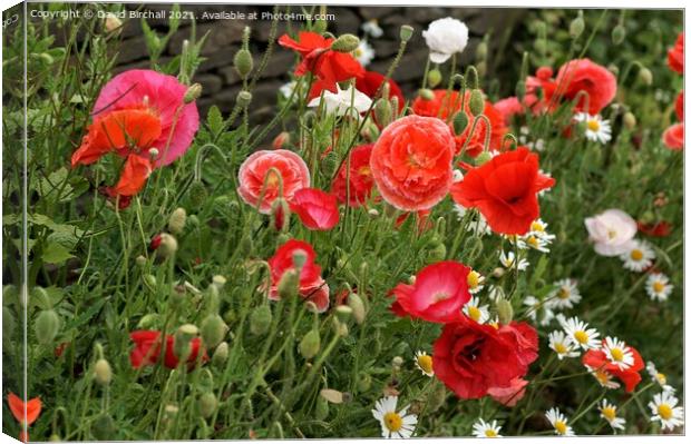 Wild poppies in the countryside. Canvas Print by David Birchall