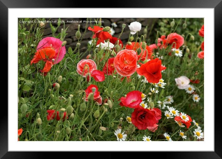 Wild poppies in the countryside. Framed Mounted Print by David Birchall