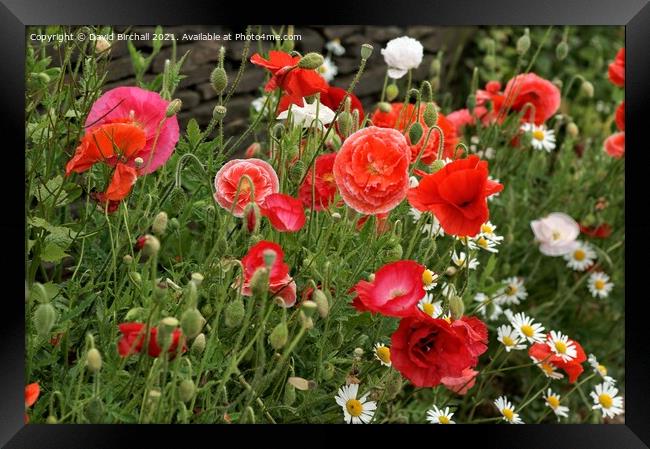 Wild poppies in the countryside. Framed Print by David Birchall