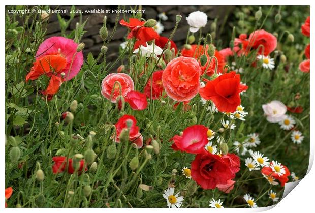 Wild poppies in the countryside. Print by David Birchall