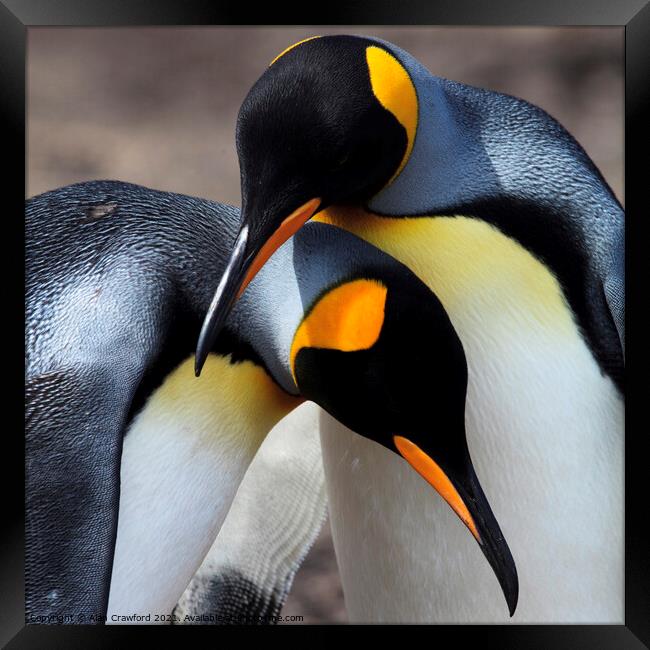 King Penguin Pair, Falkland Islands Framed Print by Alan Crawford