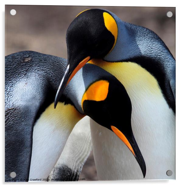 King Penguin Pair, Falkland Islands Acrylic by Alan Crawford
