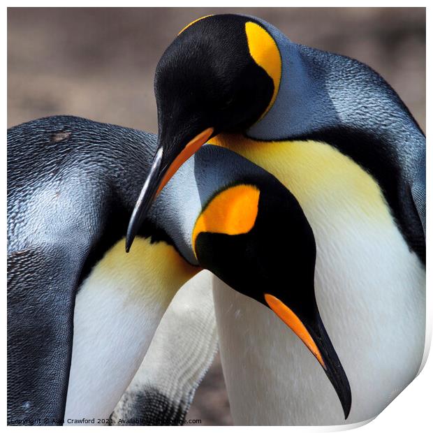 King Penguin Pair, Falkland Islands Print by Alan Crawford