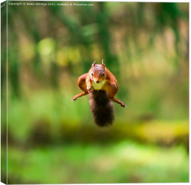 Red Squirrel jumping Canvas Print by Beata Aldridge