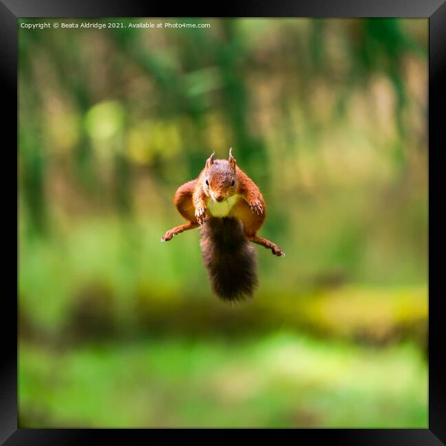 Red Squirrel jumping Framed Print by Beata Aldridge