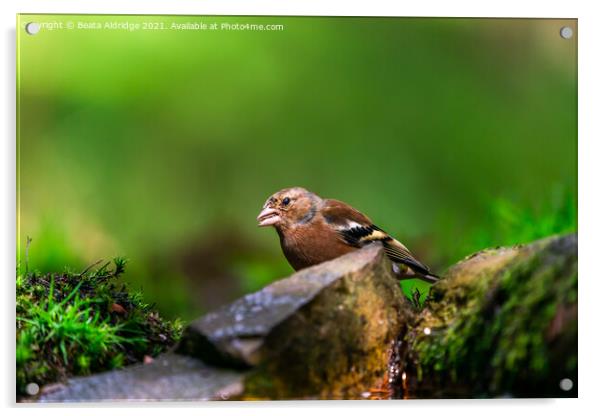 Common chaffinch (Fringilla coelebs) Acrylic by Beata Aldridge