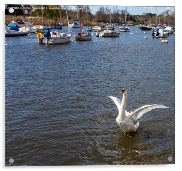 Swan flapping its wings Acrylic by Derek Daniel