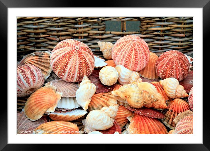 Seashells and Urchins. Framed Mounted Print by john hill